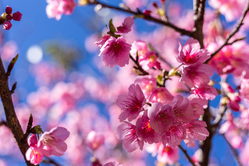 Soft focus, beautiful sprig cherry blossom. Prunus cerasoides in Thailand,