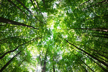 Green forest. Tree with green Leaves and sun light.