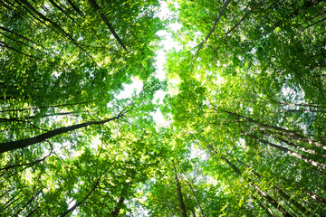 Panele Szklane  Zielony las. Drzewo z zielonymi liśćmi i światłem słonecznym.