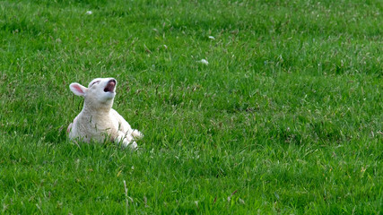 Cute little lamb waking up and yawning © Lukassek