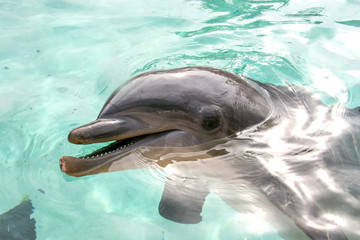 Dolphin Says Hello