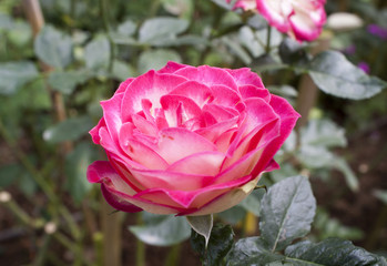 Pink rose flower on blur background