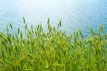 Fototapeta premium Green grass against water