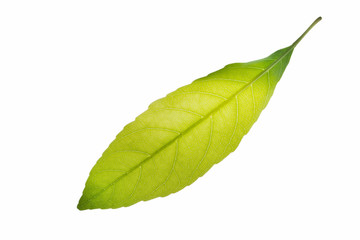 Fototapeta na wymiar Macro leaf background