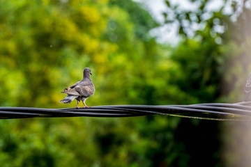 Close up group of pigeon were lining up on black electric cable, selective focus