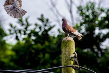 Close up group of pigeon were lining up on black electric cable, selective focus