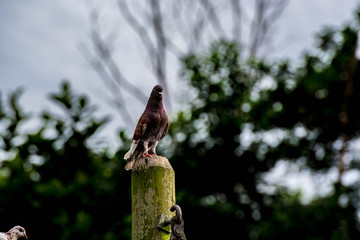 Close up group of pigeon were lining up on black electric cable, selective focus