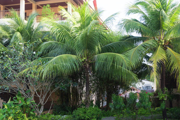 Fototapeta na wymiar palm leaves in the park