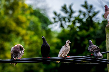 Close up group of pigeon were lining up on black electric cable, selective focus