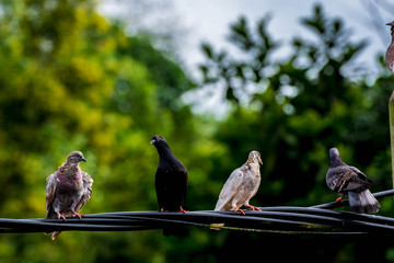 Close up group of pigeon were lining up on black electric cable, selective focus