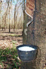 cup of white liquid milk from para rubber plant tree agriculture raw material for industry background