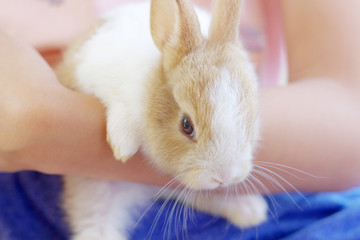 Little rabbit hare cute fluffy bunny domestic animal pet on child arm