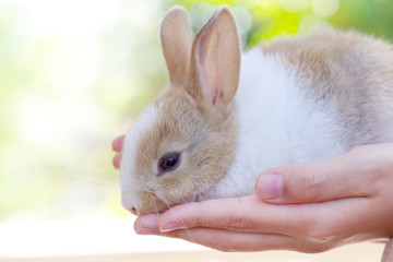 Little rabbit hare cute fluffy bunny domestic animal pet on child hand