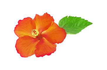 Naklejka premium bright large flower of hibiscus isolated on white background