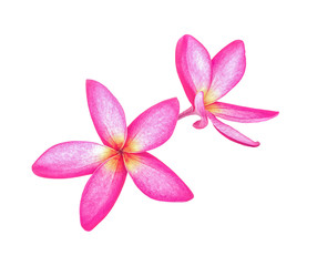 Fototapeta na wymiar Tropical flowers frangipani (plumeria) isolated on white background