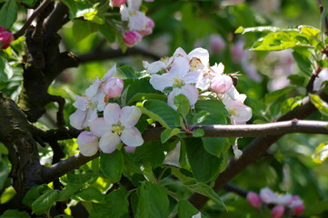 Pięknie zakwitnięte kwiaty na gałęzi jabłoni - obrazy, fototapety, plakaty