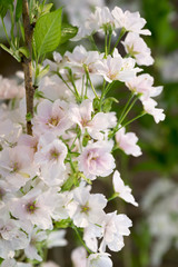 Zartrosa Kirschblüte im Frühling