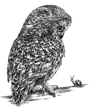 black and white engrave isolated owl illustration