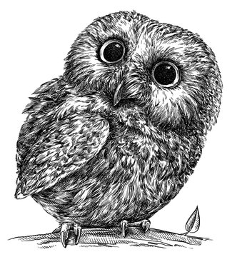 black and white engrave isolated owl illustration