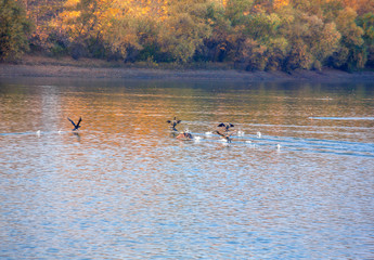 wild ducks on the river