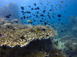 Naklejka na ściany i meble corals and natural underwater life