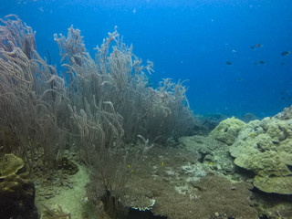 Fototapeta na wymiar natural underwater life