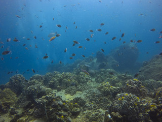 Fototapeta na wymiar fish and natural underwater life