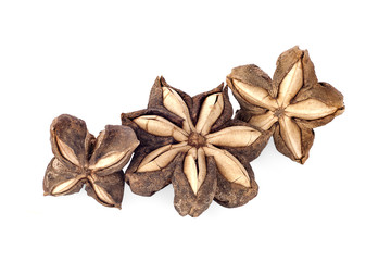 Sacha inchi peanut seed isolate on white background