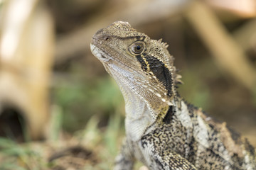 Close-up macro photograph of an Eastern Water Dragon on the Gold Coast, Queensland, Australia.