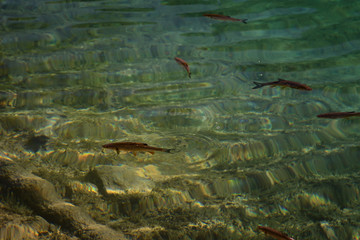 An image of fishes swimming in a lake, taken in the national park Plitvice, Croatia