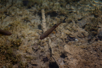 An image of fishes swimming in a lake, taken in the national park Plitvice, Croatia