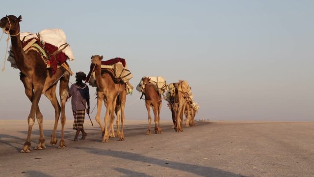 ETHIOPIA,DANAKIL-CIRCA  JANUARY 2018--unidentified   worker and camels carovan in the sunset