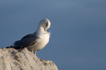 seagull sitting on a rock