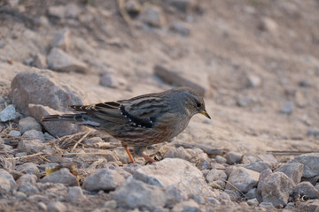 detail of a little brown bird