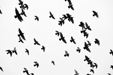 Fototapeta na wymiar Birds in flight, freedom. Silhouette. Flock of birds.