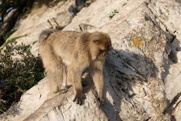 makaque monkey on a gibraltar rock