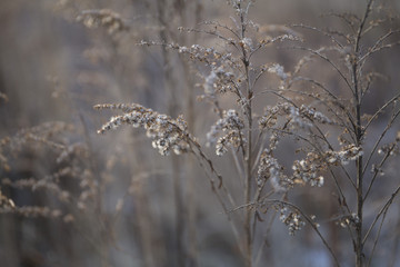 Beautiful dry withered frozen winter plants background