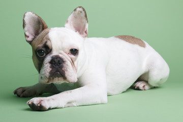 Fototapeta premium Mollie French Bulldog
