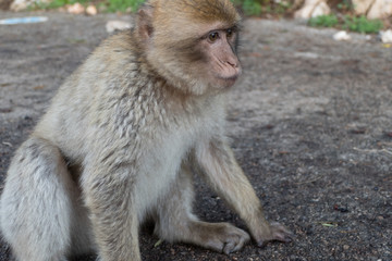 makaque monkey on a gibraltar rock
