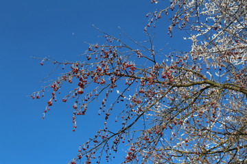 A tree with berries on blue sky background in winter.