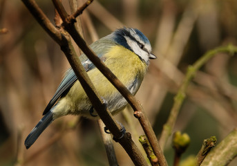 Obraz premium The Eurasian blue tit is a small passerine bird in the tit family Paridae. It is easily recognisable by its blue and yellow plumage and small size.