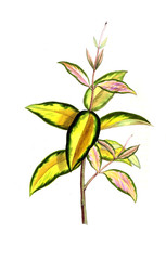 Illustration of palnt.