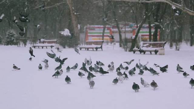 A flock of pigeons that landed in the city park to ea
