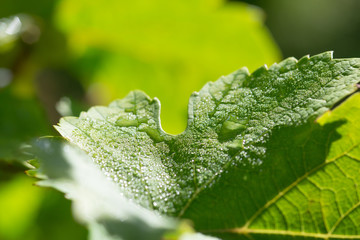 green wine leafs in vineyard
