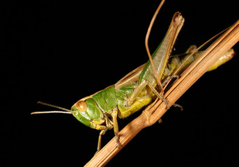 Green Grasshopper. Grasshoppers are insects of the suborder Caelifera within the order Orthoptera,...