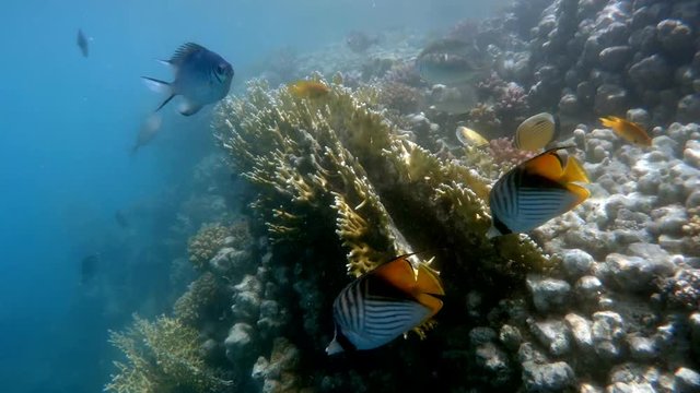 Coral garden with fish in red sea, Marsa Alam, Egypt