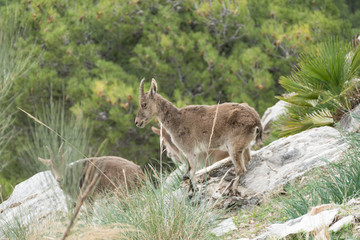 wild mountain goat in a rocky terrain