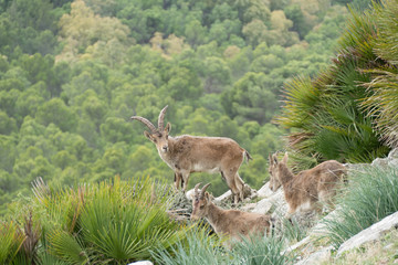 wild mountain goat in a rocky terrain