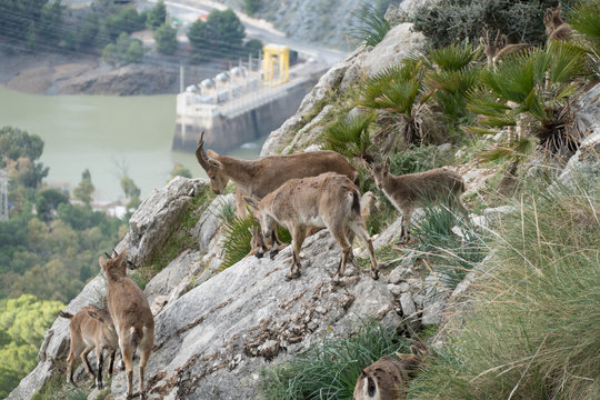 wild mountain goat in a rocky terrain