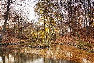 Fototapeta na wymiar Tranquil forest pond